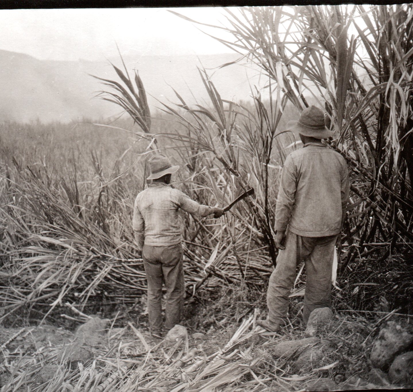 Sugar in Hawai‘i in 1915 Images of Old Hawaiʻi