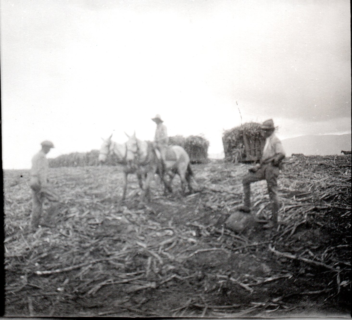 Sugar in Hawai‘i in 1915 Images of Old Hawaiʻi