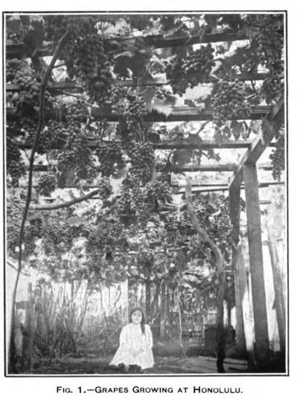 Grapevine Images of Old Hawaiʻi