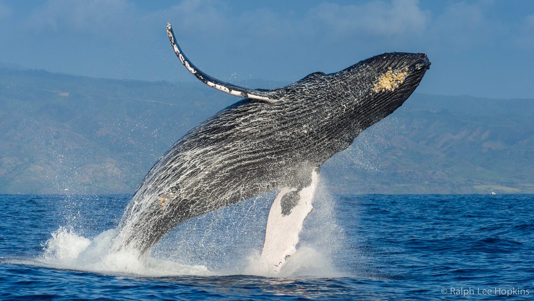 Hawaiian Islands Humpback Whale National Marine Sanctuary Images Of 