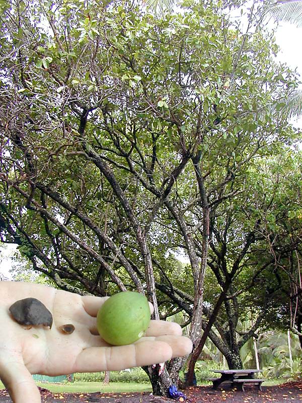 Hawaiian Woods Hawaiian Royal Residences Images of Old Hawaiʻi