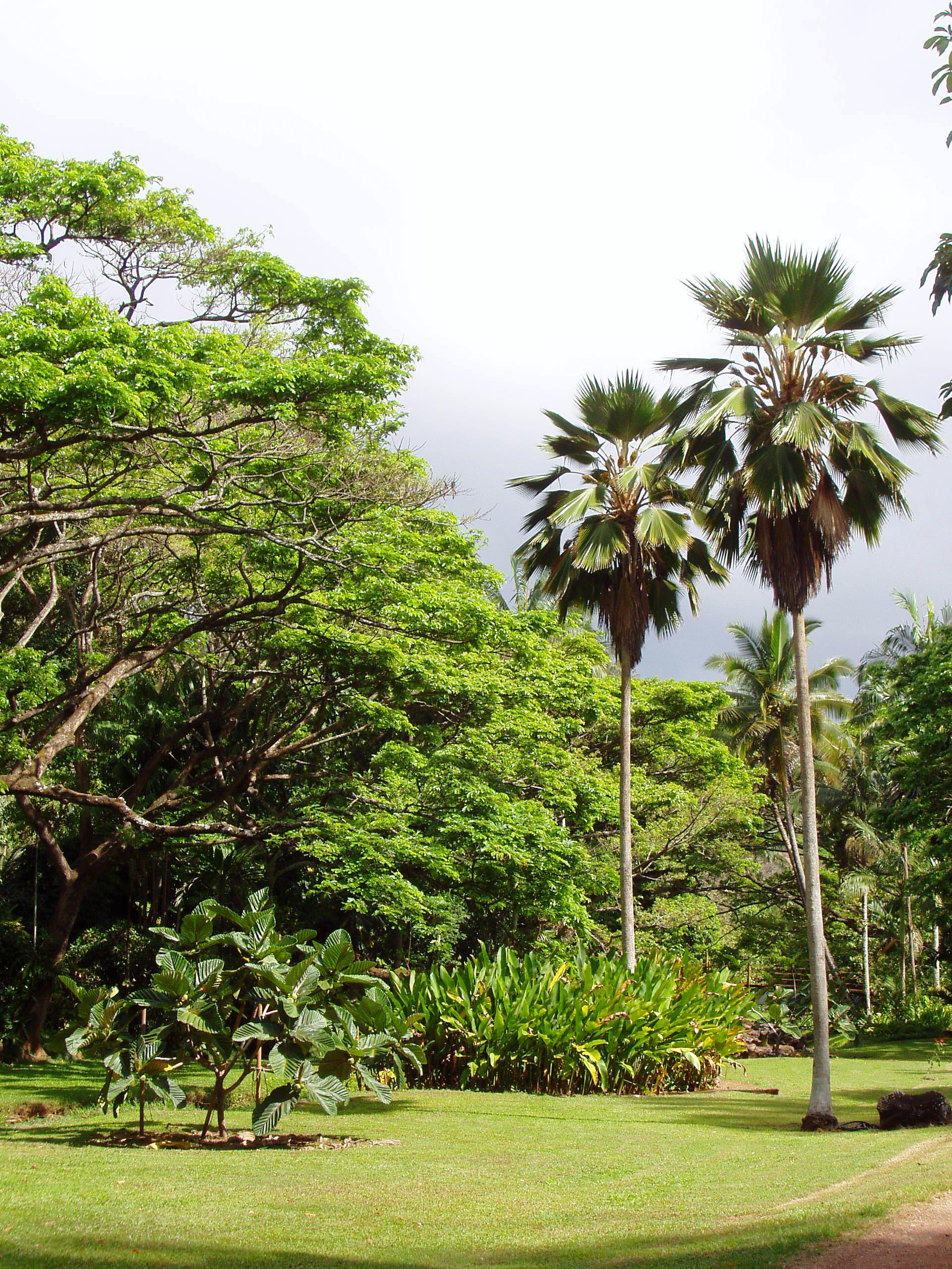 National Tropical Botanical Garden | Images of Old Hawaiʻi