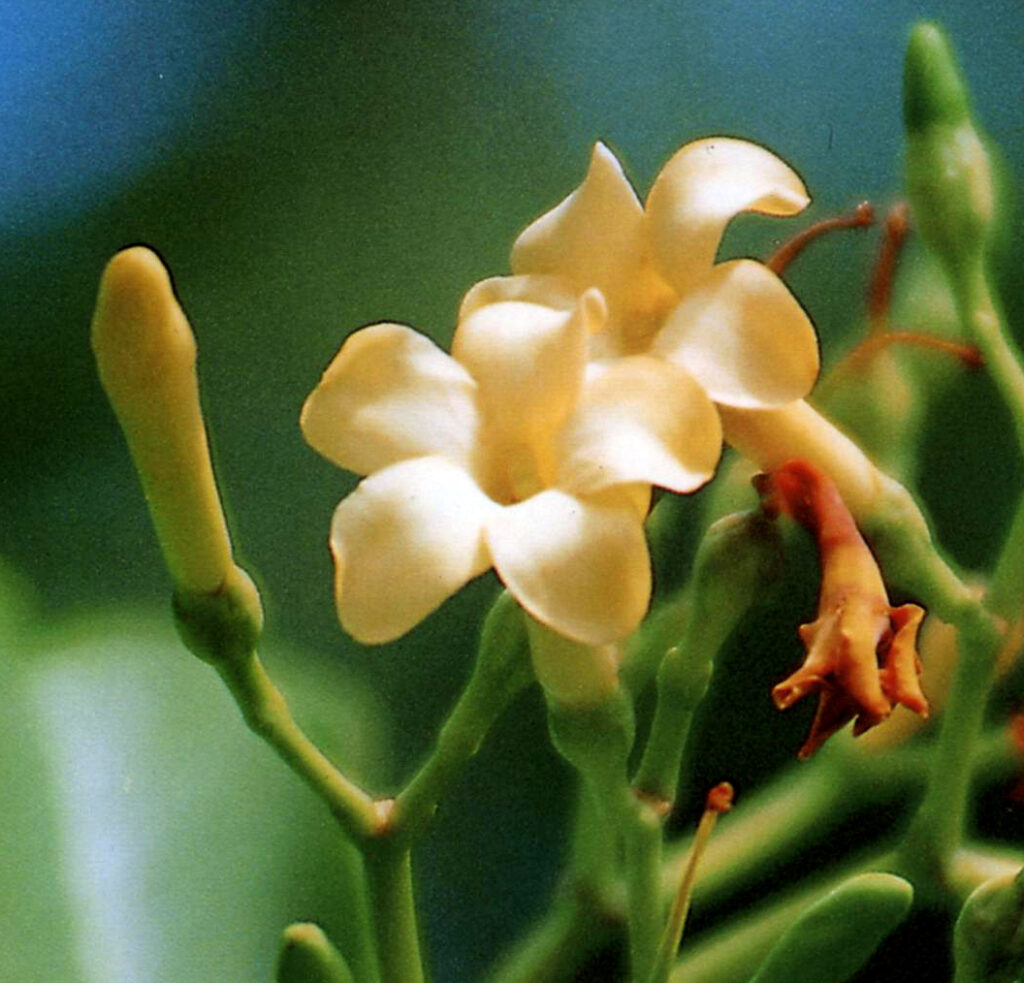 Puakenikeni | Images of Old Hawaiʻi