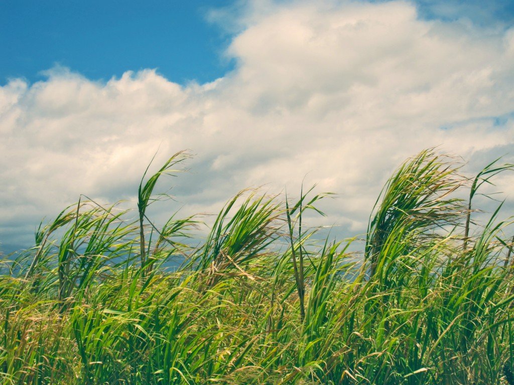 First Sugar Production Images of Old Hawaiʻi